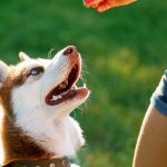 dog training to wait