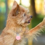 dog training to slap hands