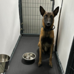 Dog boarding Vero Beach dog sitting in his kennel