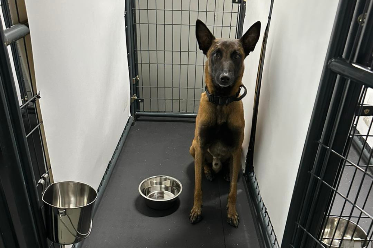 Untitled design – 2023-08-16T181306.804 Dog boarding Vero Beach dog sitting in his kennel