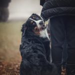 dog looking back at a photographer