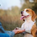 dog training to shake hand