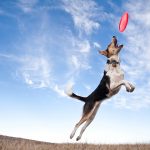 dog being trained to play frisbee