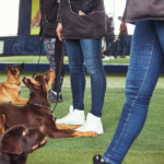 dog training & dog boarding Brevard County FL being done