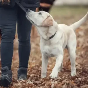 Labrador walking attentively beside a handler outdoors
