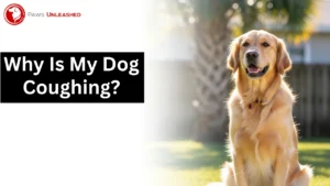 Why Is My Dog Coughing? Protect Their Health Today