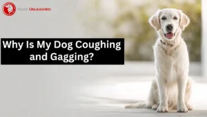 Protect Your Dog: Why Is My Dog Coughing and Gagging