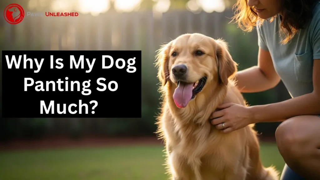 why is my dog panting so much
