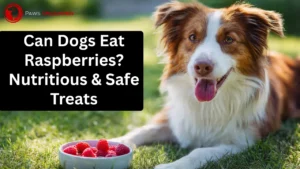 Can Dogs Eat Raspberries? Nutritious & Safe Treats