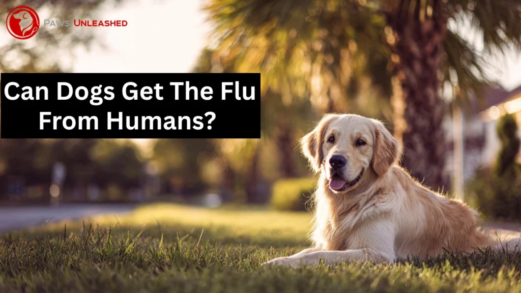 Can dogs get the flu from humans – healthy dog enjoying safe outdoor care in Florida