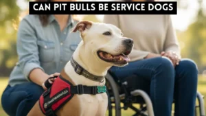 can pit bulls be service dogs