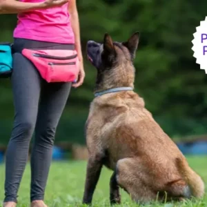 Belgian Malinois seated beside a trainer and a Platinum Package label
