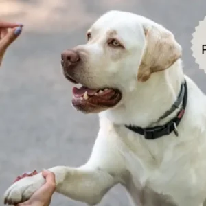 Labrador giving its paw to a trainer beside a Silver Package label
