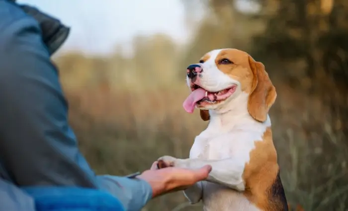 dog training to shake hand