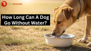 How Long Can a Dog Go Without Water? Expert Vet Guide