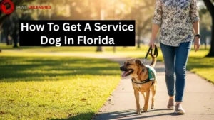 Discover How To Get A Service Dog In Florida Easily 