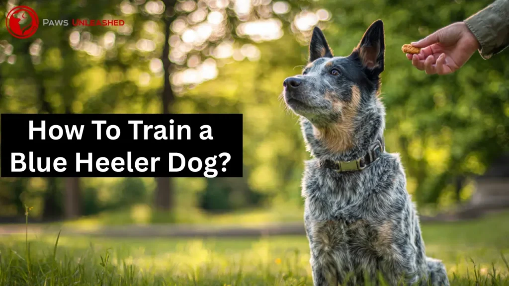 how to train a blue heeler dog