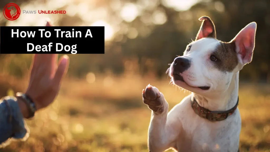 how to train a deaf dog