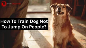How to Train Dog Not to Jump on People: 7 Quick & Easy Tips