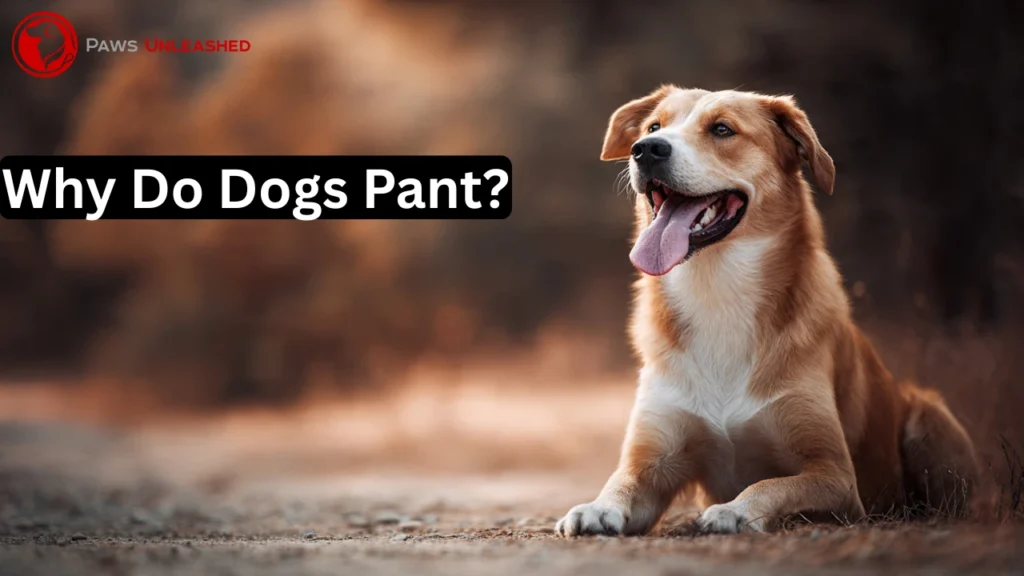 why do dogs pant