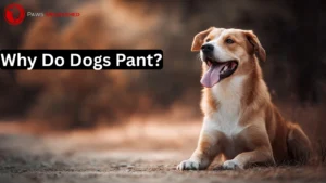 Why Do Dogs Pant? Ultimate Guide to Healthy Canine Breathing