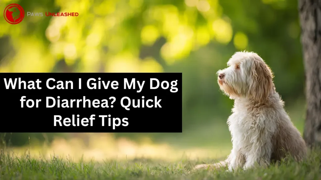 What Can I Give My Dog for Diarrhea