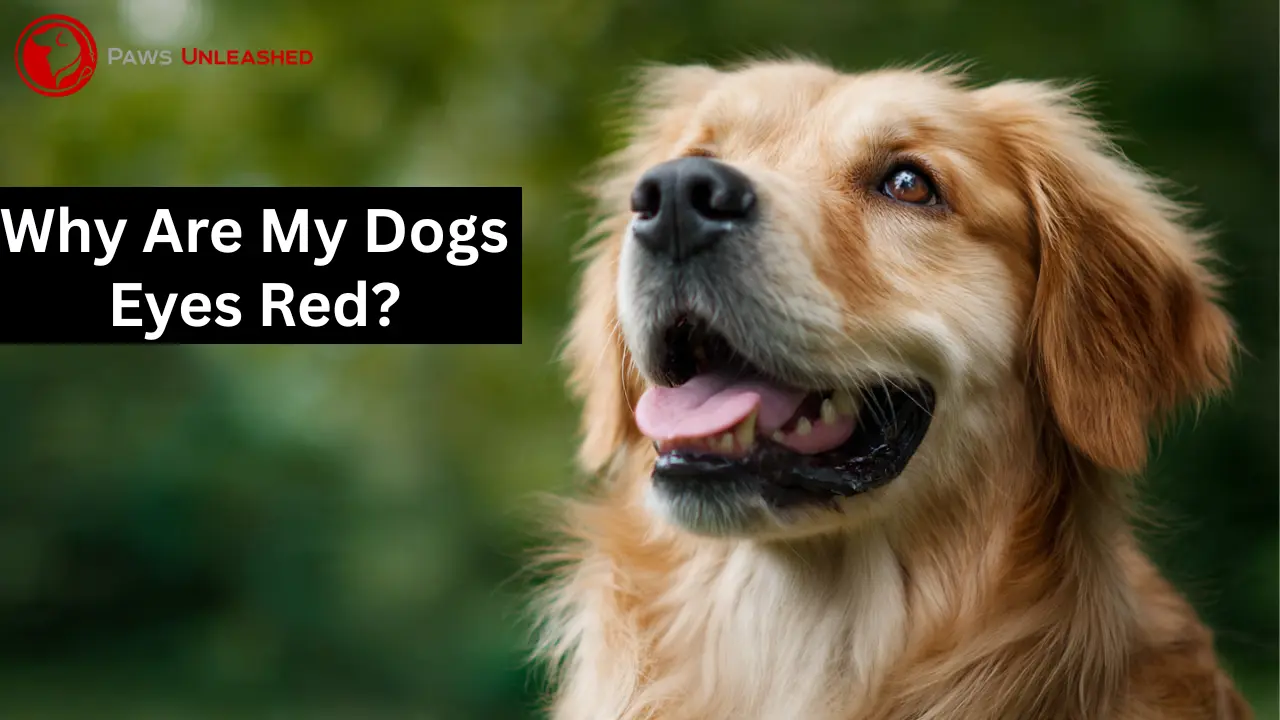 Why Are My Dogs Eyes Red