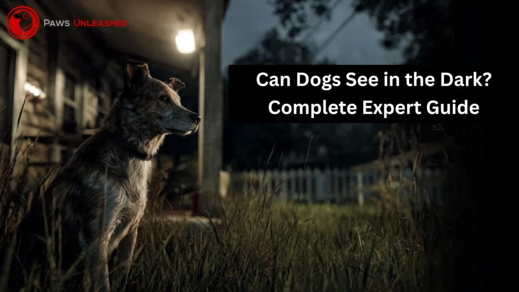 can dogs see in the dark