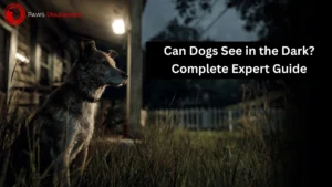 Can Dogs See in the Dark? Complete Expert Guide