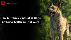 How to Train a Dog Not to Bark: Effective Methods That Work