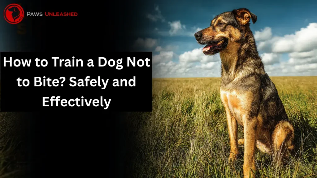how to train a dog not to bite