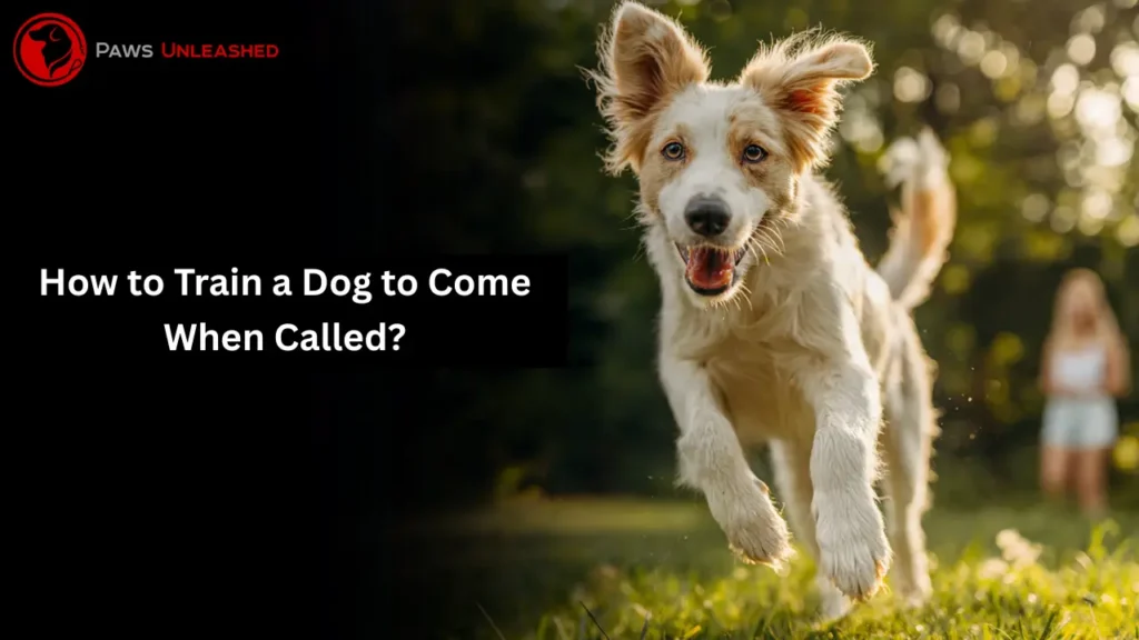 how to train a dog to come when called
