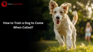 How to Train a Dog to Come When Called? Simple & Effective