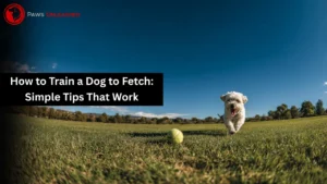 How to Train a Dog to Fetch: Simple Tips That Work