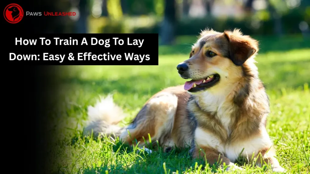 how to train a dog to lay down