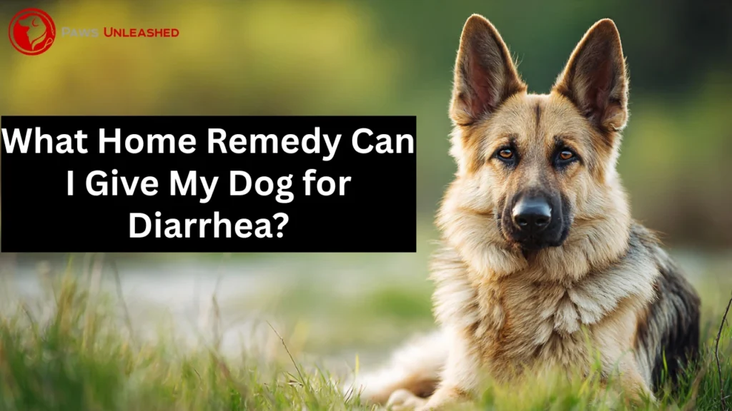 what home remedy can i give my dog for diarrhea
