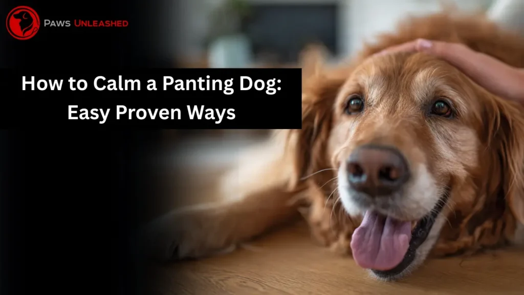 how to calm a panting dog