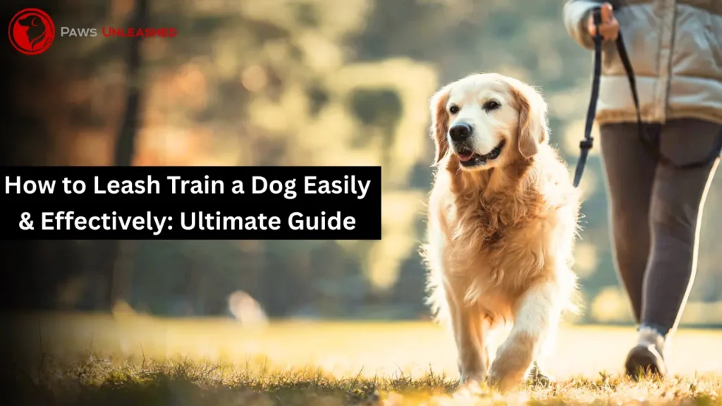 how to leash train a dog