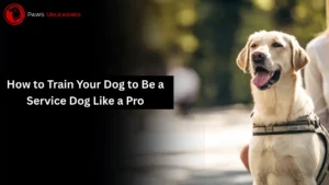 How to Train Your Dog to Be a Service Dog Like a Pro