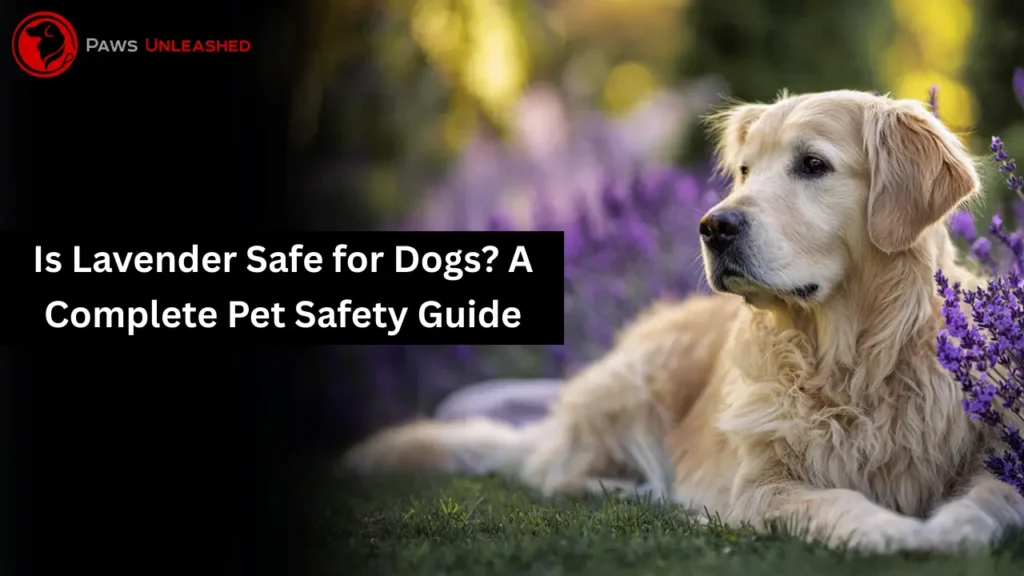 is lavender safe for dogs