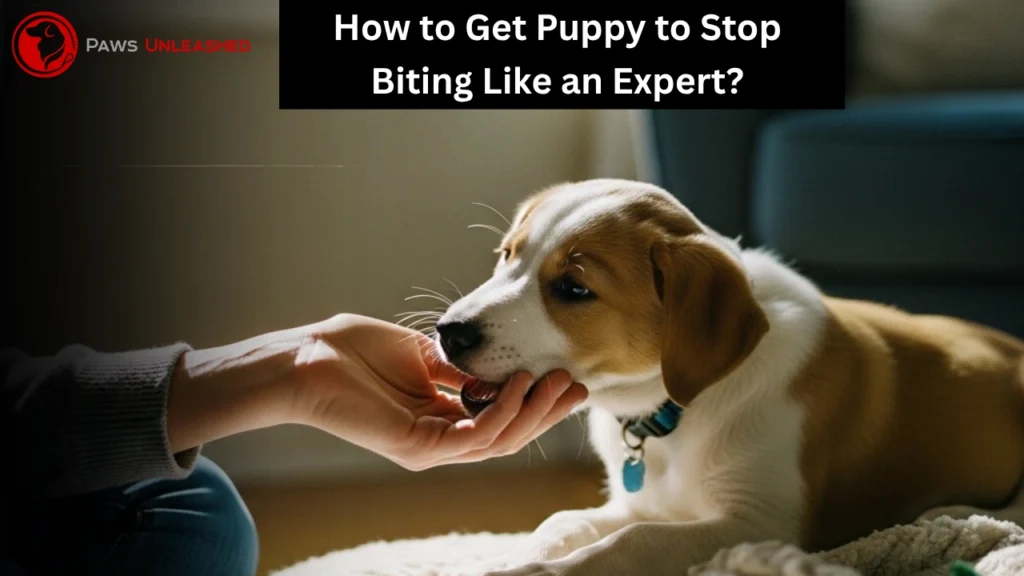 how to get puppy to stop biting, how to get puppy to stop biting in florida