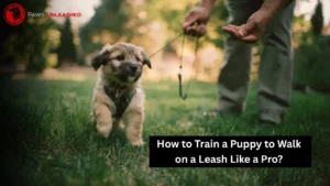 How to Train a Puppy to Walk on a Leash Like a Pro?