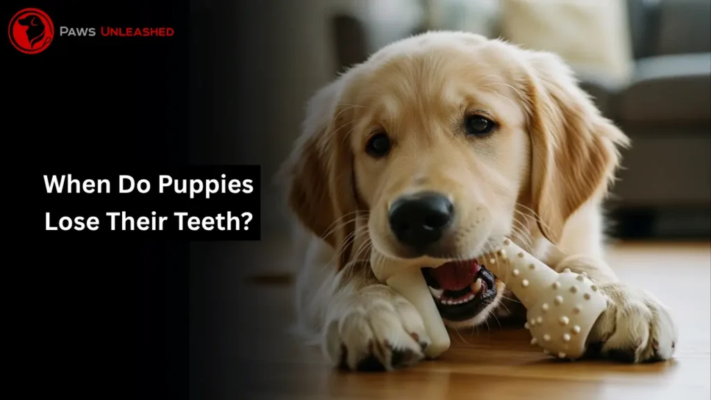 when do puppies lose their teeth, when do puppies lose their teeth in florida, when do puppies lose their teeth in fort pierce