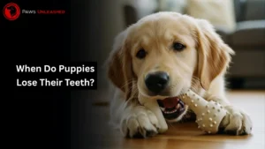 When Do Puppies Lose Their Teeth? Complete Guide