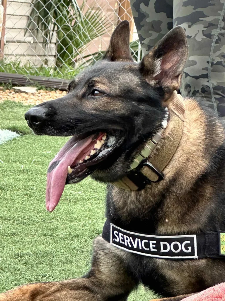 Belgian Malinois wearing a service dog vest on a training field