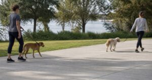 How to Introduce a New Dog to Your Resident Dog