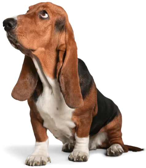 dog services provider in Fort Pierce, FL