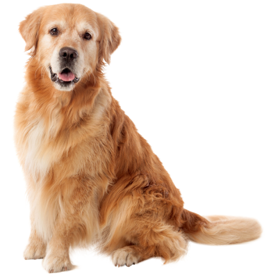 golden retriever dog
