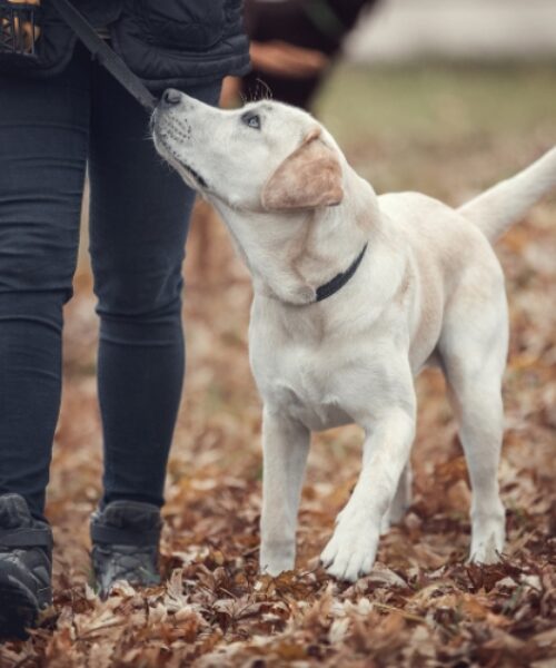 Dog Training & Dog Boarding Indian River County FL